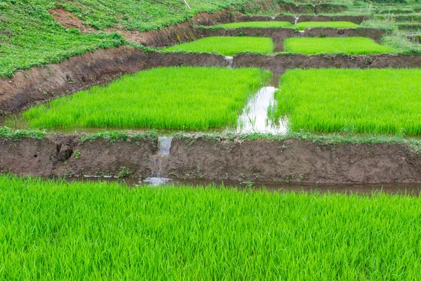 Sadzonki ryżu w Tajlandii — Zdjęcie stockowe