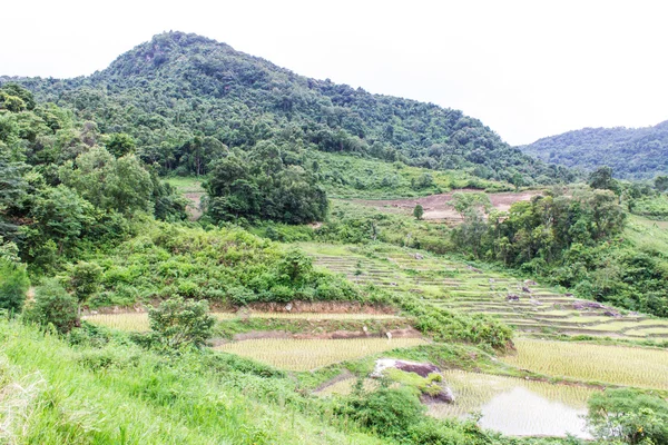 Reisfeld-Terrassen in doi inthanon, Ban Mae Klang Luang Chiangmai — Stockfoto