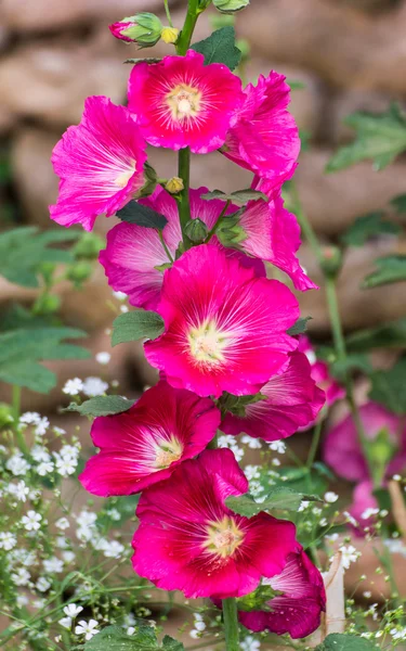 Kırmızı Gül Fatma