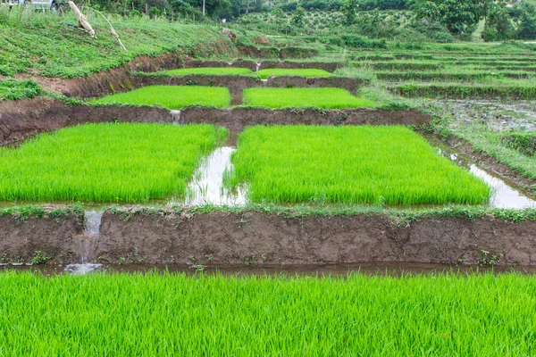 Plántulas de arroz en Tailandia — Foto de Stock