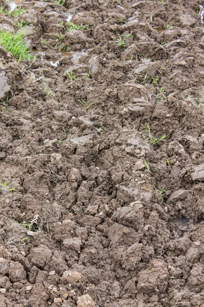 Soil in rice field — Stock Photo, Image