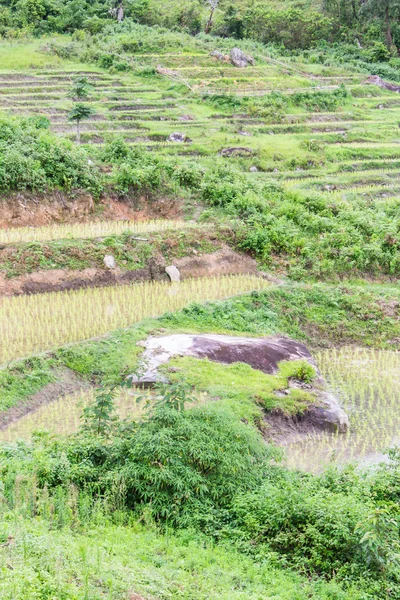 Terrazas de campo de arroz en doi inthanon, Ban Mae Klang Luang Chiangmai — Foto de Stock