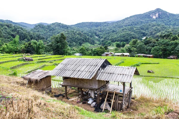 Tarasy ryżowe w doi inthanon, Ban Mae Klang Luang Chiangmai — Zdjęcie stockowe