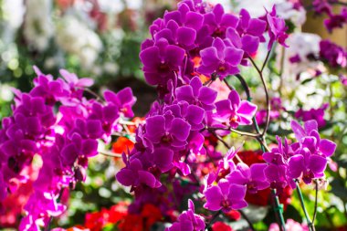 Bahçede pembe orkideler