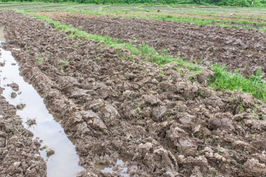 Tayland 'daki pirinç tarlası