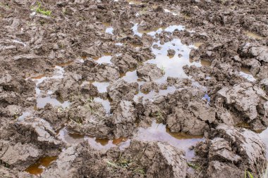 Pirinç alan toprakta