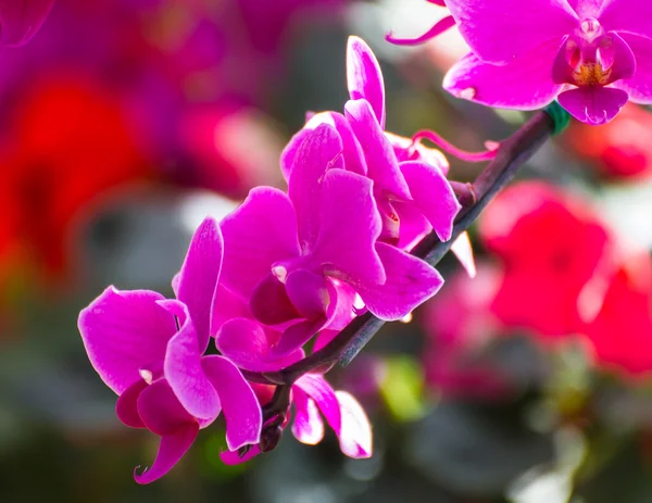 Pink Orchids in the garden — Stock Photo, Image