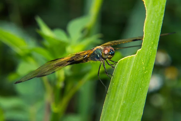 Close-up of dragonfly — Stock Photo, Image