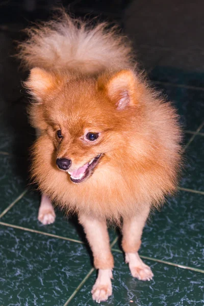 Pomeranian sozinho em casa — Fotografia de Stock