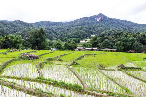 Terraços de campo de arroz em doi inthanon, Ban Mae Klang Luang Chiangmai — Fotografia de Stock