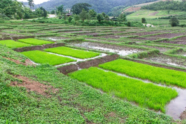 Саженцы риса на тайском языке — стоковое фото