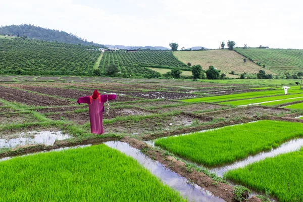 Espantapájaros lisu Chaqueta en el campo de arroz, Tailandia — Foto de Stock