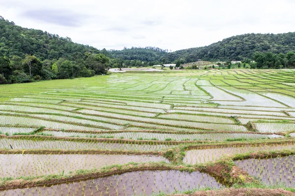 Terrasses de rizières à doi inthanon, Ban Mae Klang Luang Chiangmai — Photo