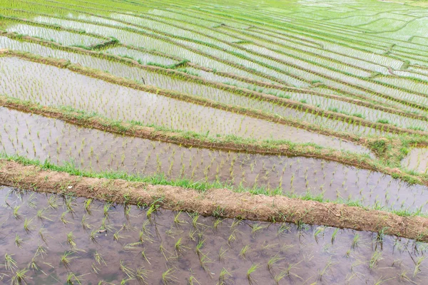 Terraces rice field — Stock Photo, Image