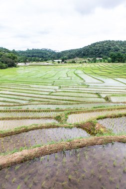 Doi inthanon 'daki pirinç tarlaları, Ban Mae Klang Luang Chiangmai