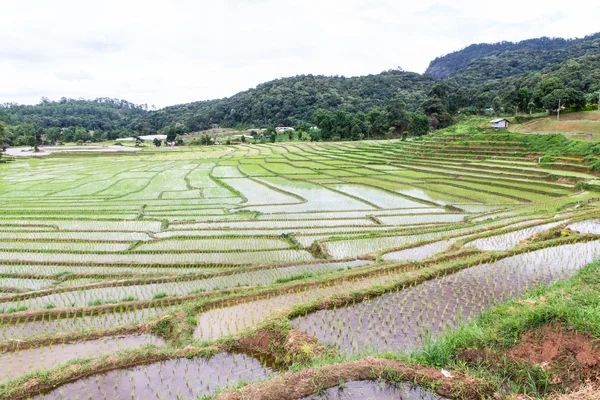 Risfältsterrasser i Doi inthanon, Ban Mae Klang Luang Chiangmai — Stockfoto