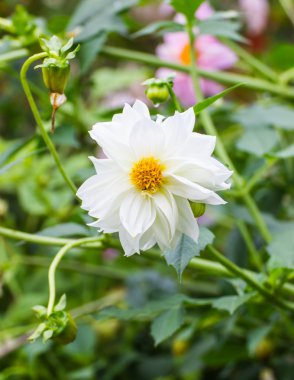 Beyaz yıldız çiçeği