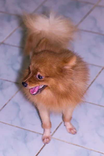 Pomeranian on floor — Stock Photo, Image