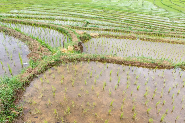 Terraços campo de arroz — Fotografia de Stock