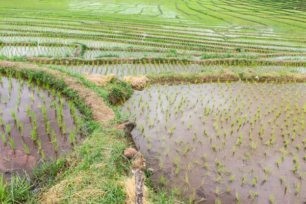 Terraços campo de arroz — Fotografia de Stock