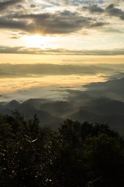 Kırmızı amber çiçeği doğa güzelliği