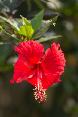 Kırmızı amber çiçeği doğa güzelliği