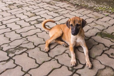 Tayland kahverengi sokak köpeği.