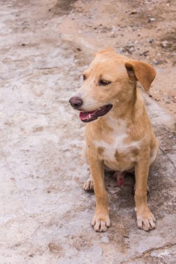Tayland kahverengi sokak köpeği.
