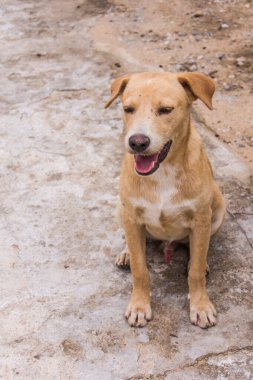 Tayland kahverengi sokak köpeği.
