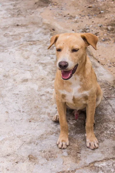 Tayland Kahverengi Sokak Köpeği — Stok fotoğraf