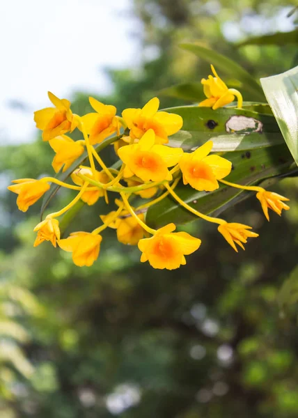 Dendrobium Chrysotoxum Lindl Žlutá Orchidej — Stock fotografie