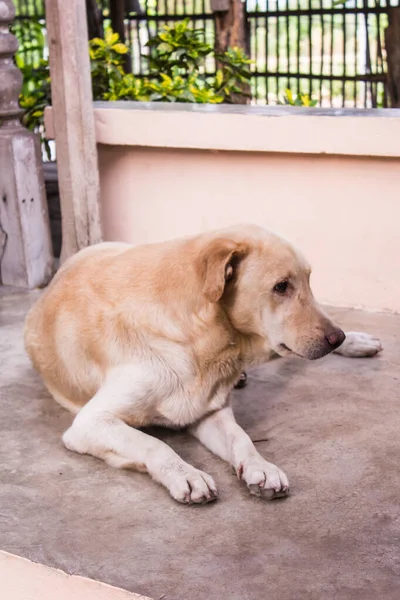 Тайский Белый Бездомный Пес — стоковое фото