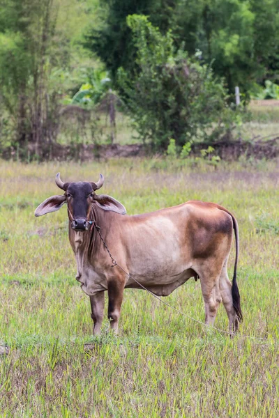 Tay Kahverengi Inek Alanında Memeli — Stok fotoğraf