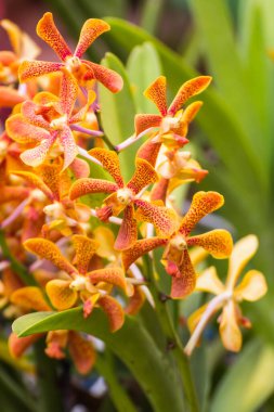 turuncu Melez Vanda orkidesi, Fah Mui