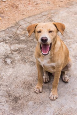 Tayland kahverengi sokak köpeği.
