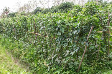 Mercimek Bahçe Tayland