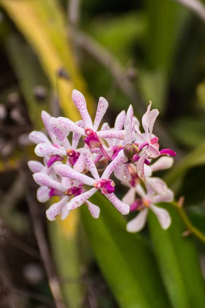 Hybrid Vanda Orchid Fah Mui — Stock Photo, Image