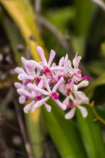 Orchidea Ibrida Vanda Fah Mui — Foto Stock