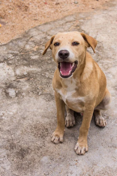 Tayland Kahverengi Sokak Köpeği — Stok fotoğraf