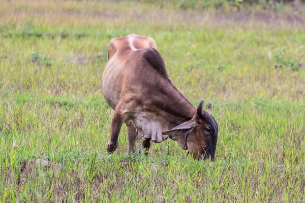 Thai Bruine Koe Veld Zoogdier — Stockfoto