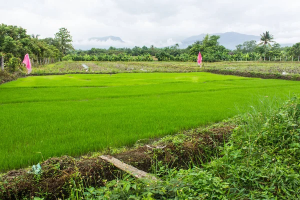 Green Rice Seedlings Rice Field Lanscape — Stock Photo, Image