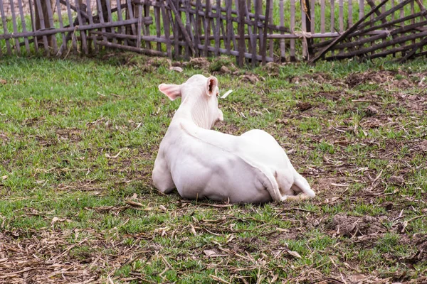 Young Cow Thai Calf Farm — стоковое фото