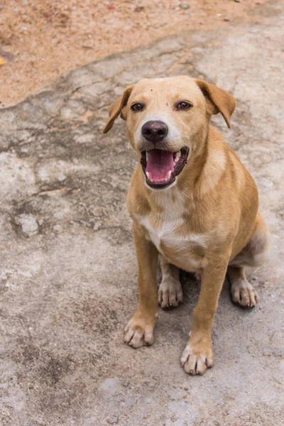 Thailändischer Brauner Straßenhund lizenzfreie Stockbilder