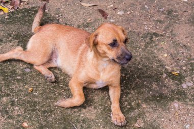 Evsiz Tayland kahverengi sokak köpeği