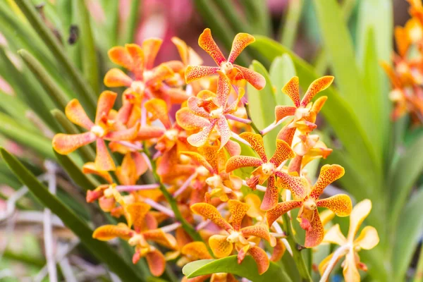 Orange Hybrid Vanda Orchid Fah Mui — Stock Photo, Image