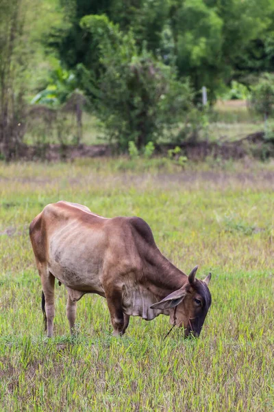 Thai Brown Cow Field Mammal — Stock Photo, Image