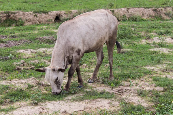 Белая Корова Рисовом Поле — стоковое фото