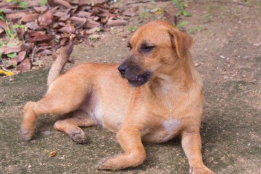 Evsiz Tayland kahverengi sokak köpeği