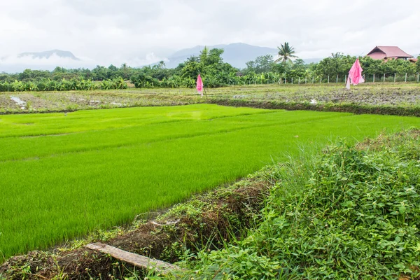Green Rice Seedlings Rice Field Lanscape — Stock Photo, Image