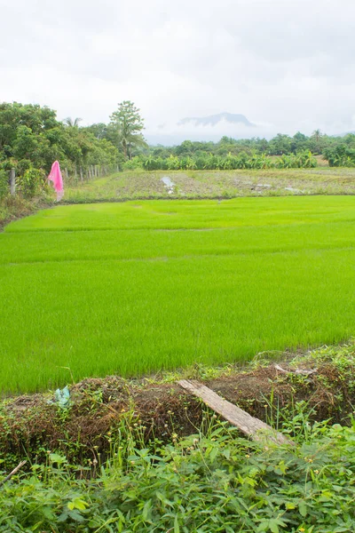 Green Rice Seedlings Rice Field Lanscape — стоковое фото